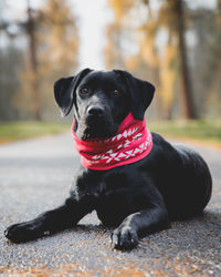 Portrait of black dog sitting on road