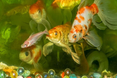 Close-up of fish swimming in sea