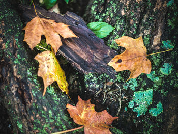 Close-up of tree trunk