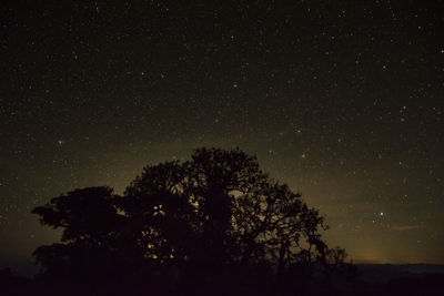 Low angle view of silhouette trees against star field at night