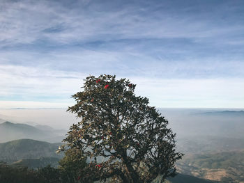 Tree on mountain against sky