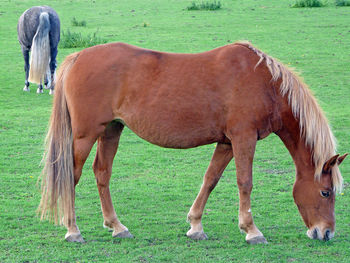 Horse standing on field