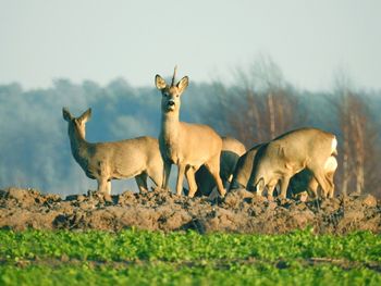 Horses on field