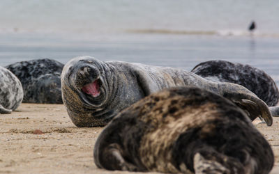 Close-up of a dog lying on beach