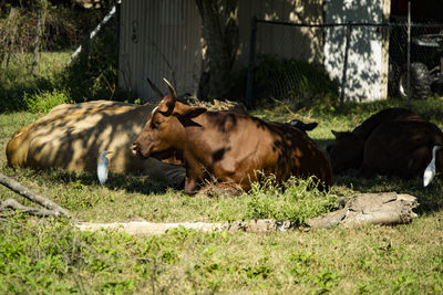 Horses relaxing on field