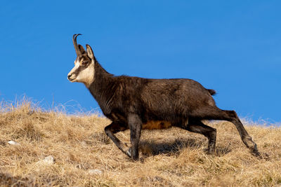 Deer standing on field against clear blue sky