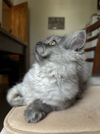 pet