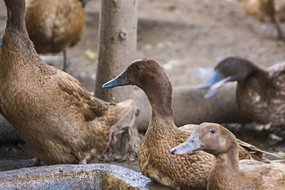 Close-up of duck