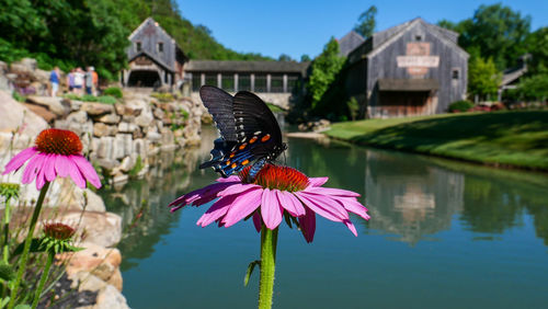 butterfly