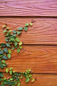 Close-up of ivy on wood