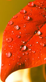 Close-up of wet red leaf