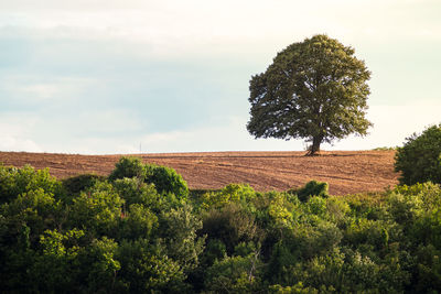 Trees on field against sky
