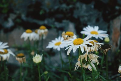 Close-up of yellow flowers blooming outdoors