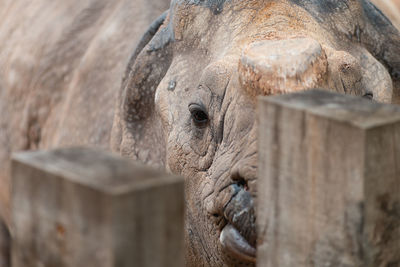 Close-up of elephant in zoo