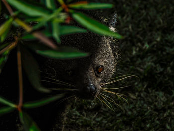 The binturong, also known as the bearcat, is a viverrid native to south and southeast asia.