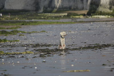 Dog looking away in water