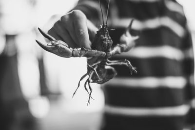 Close-up of insect on hand