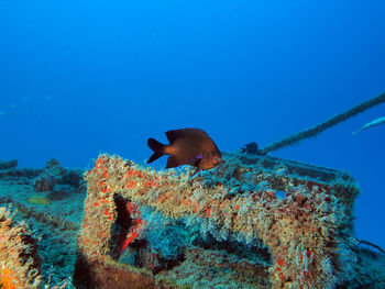 View of fish swimming underwater