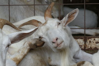 Close-up of a sheep