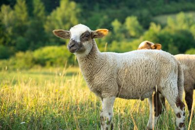 Herd of the sheep and lambs on the meadow during sunset