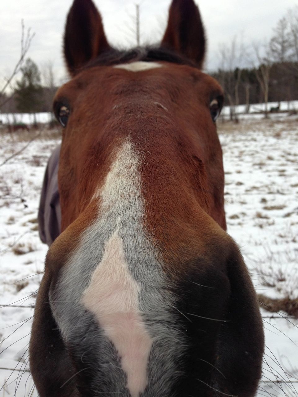 animal themes, mammal, domestic animals, one animal, horse, focus on foreground, livestock, animal head, herbivorous, close-up, working animal, standing, animal body part, winter, cold temperature, field, outdoors, zoology, snow, day