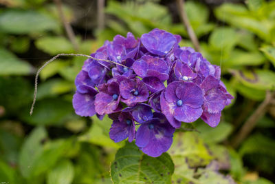 Close-up of purple flowering plant