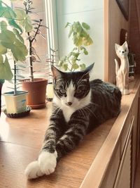 Portrait of cat relaxing on table at home