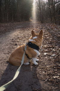 View of a dog in the forest