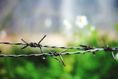 Close-up of barbed wire on plant