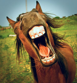 Close-up of horse on field