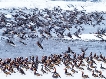 High angle view of birds on frozen during winter