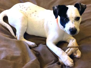 Dog resting on tiled floor