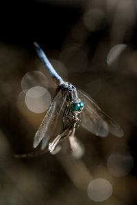 Close-up of dragonfly