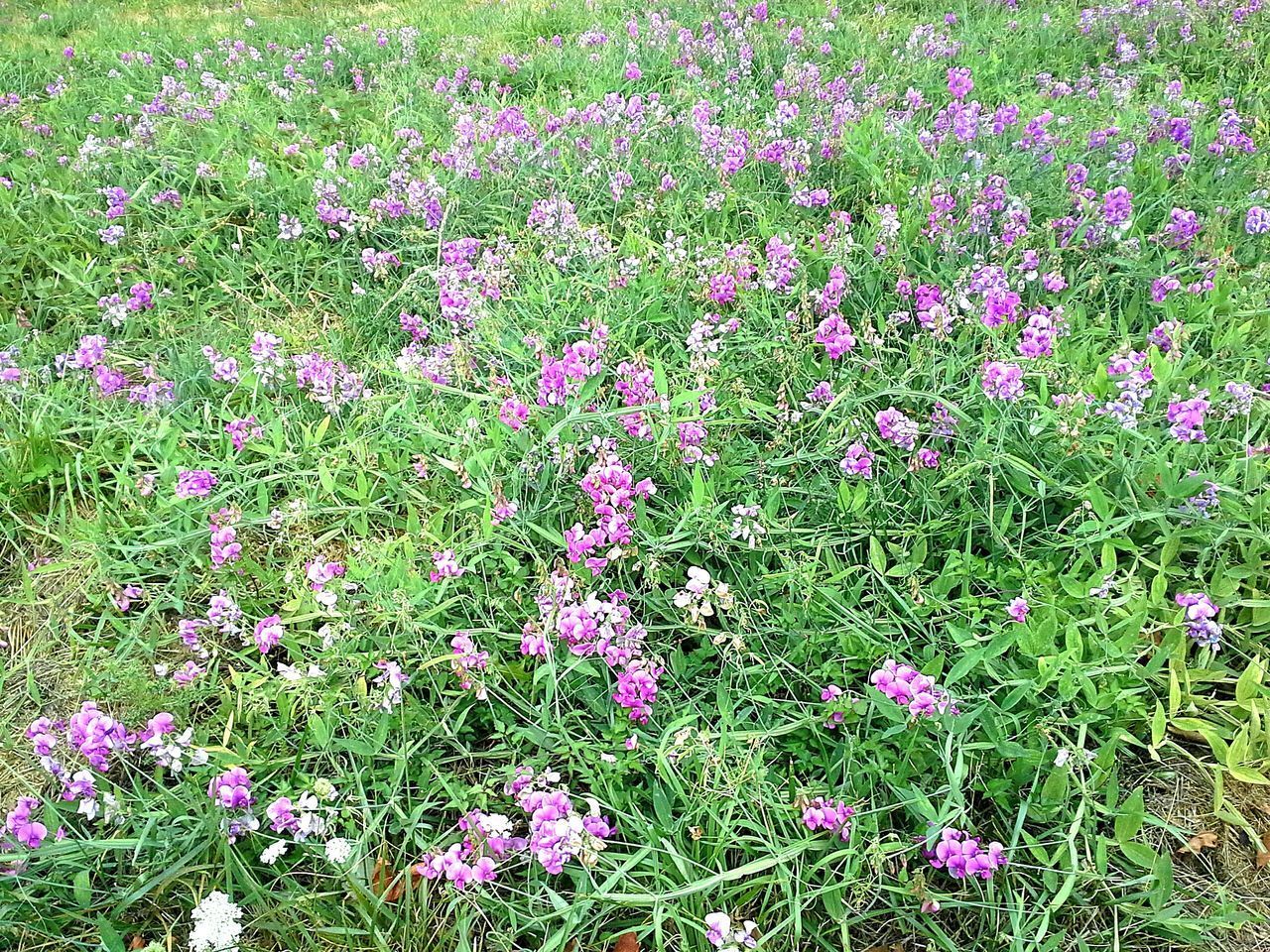 PINK FLOWERS