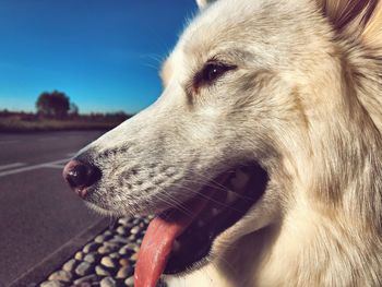 Close-up of dog looking away