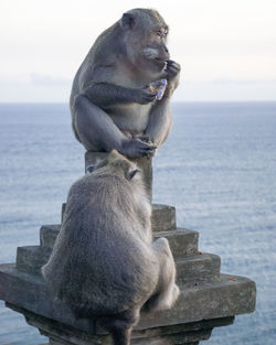 Monkey looking at sea against sky