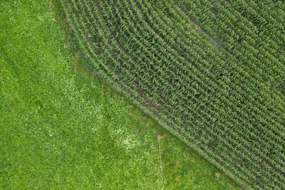 Full frame shot of green field