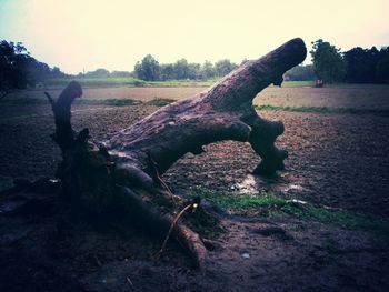 Trees on field