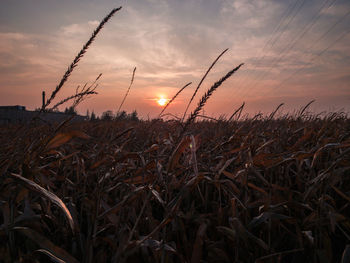 High angle view of stalks in field against sunset sky