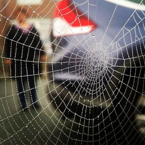 Close-up of spider web