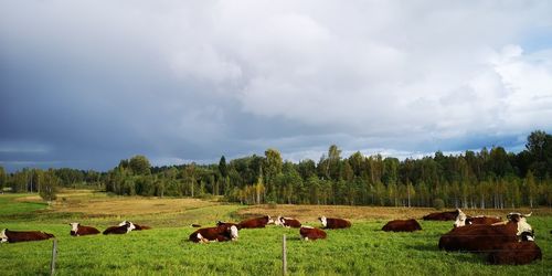 Flock of cows on field