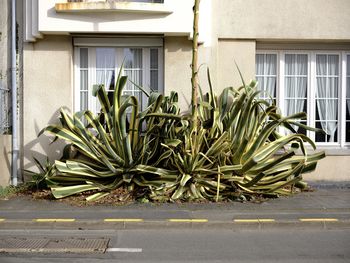 agave