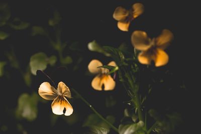 Close-up of flowers blooming in park at night