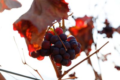 Close-up of grapes