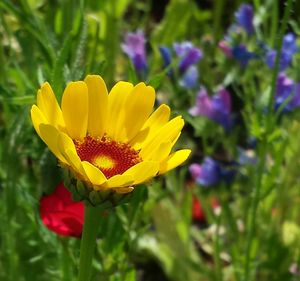 Close-up of yellow flower