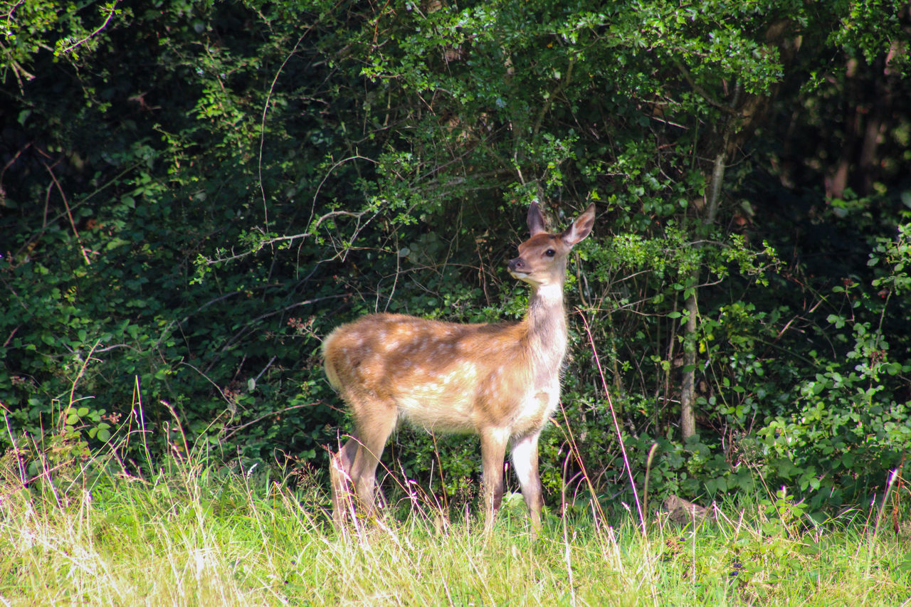 animal themes, animal, animal wildlife, plant, mammal, wildlife, deer, one animal, land, grass, nature, tree, field, standing, domestic animals, no people, forest, green, day, growth, herbivorous, beauty in nature, outdoors, full length, brown, side view, fawn, sunlight, prairie, portrait
