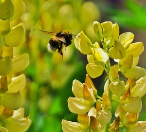 Close-up of bee pollinating on yellow flower