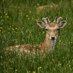 Portrait of deer on grass