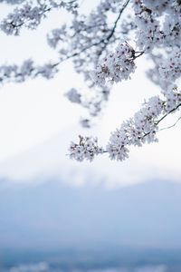 Close-up of cherry blossom against sky