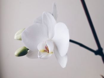 Close-up of white orchid blooming outdoors